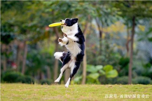 怎么训练边牧赶羊