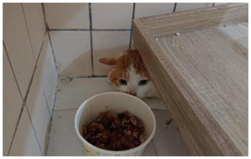 为什么猫放饭的时候在旁边看着