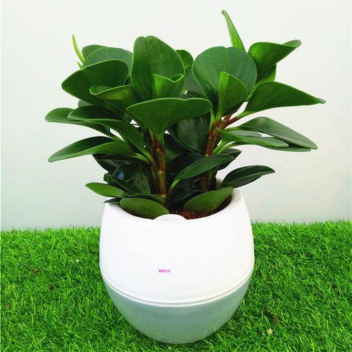 除甲醛的绿植有哪些