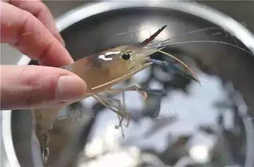 为啥冷冻前虾须剪掉