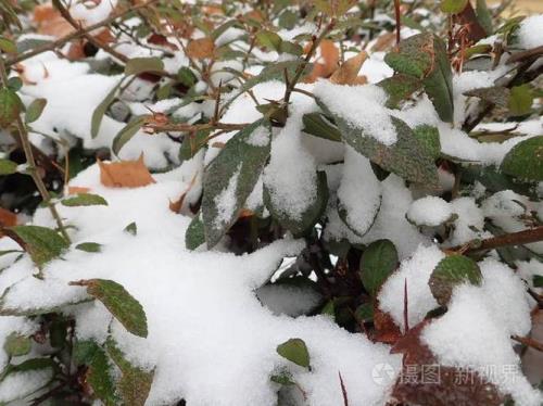 先有霜然后有雪吗