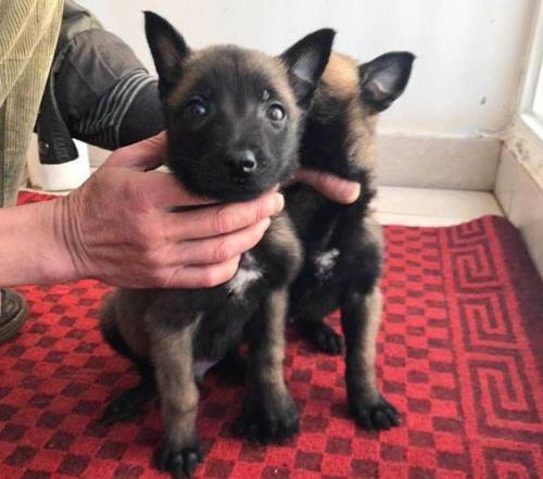 马犬武汉让养吗
