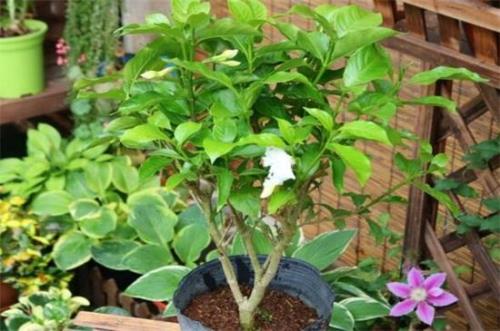四季丁香花怎么养