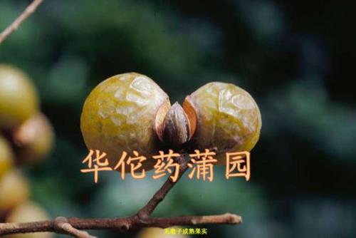 无患子种子如何处理