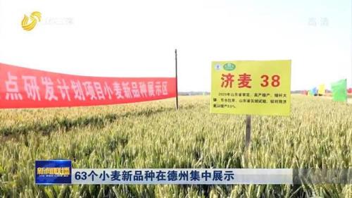 山农23小麦品种生长期多少天