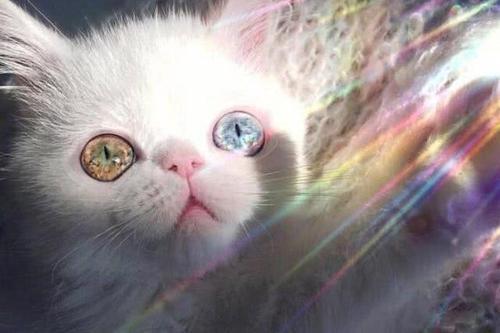 猫咪的瞳孔为什么会变化