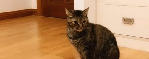 猫弓背是什么意思