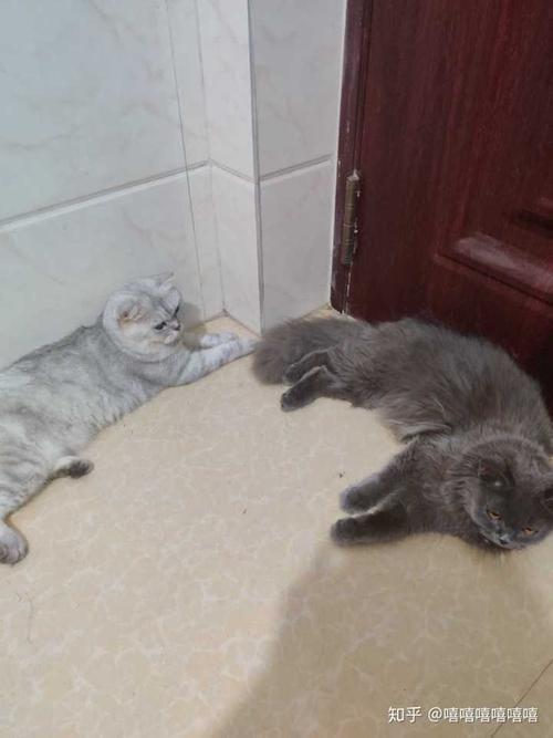玳瑁和蓝猫能配出什么