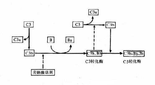 补体经典途径的激活剂是