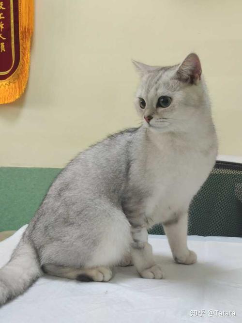 英短猫银渐层好养吗