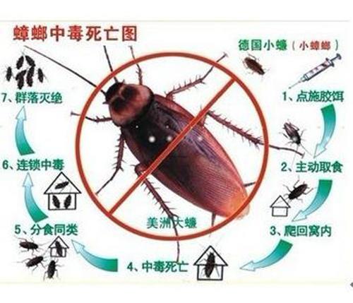 蟑螂的天敌