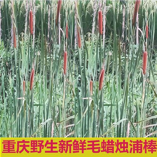 香蒲棒为什么不可以做衣服