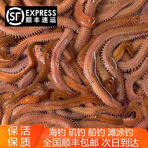 海钓蚯蚓挂钩方法