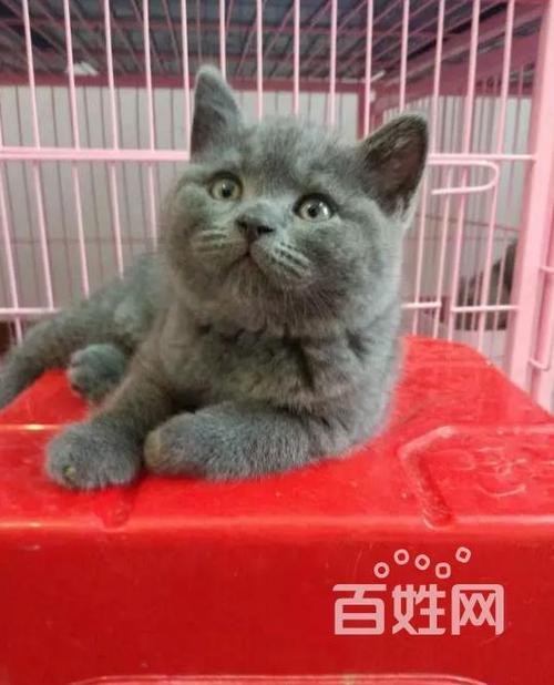 临沂市哪里有卖猫的呢