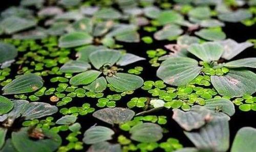 浮萍什么意思