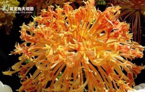 紫焰莲花配方