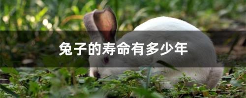 兔子一般寿命最长能活多久