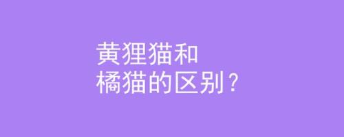 黄猫全黄和白爪的区别