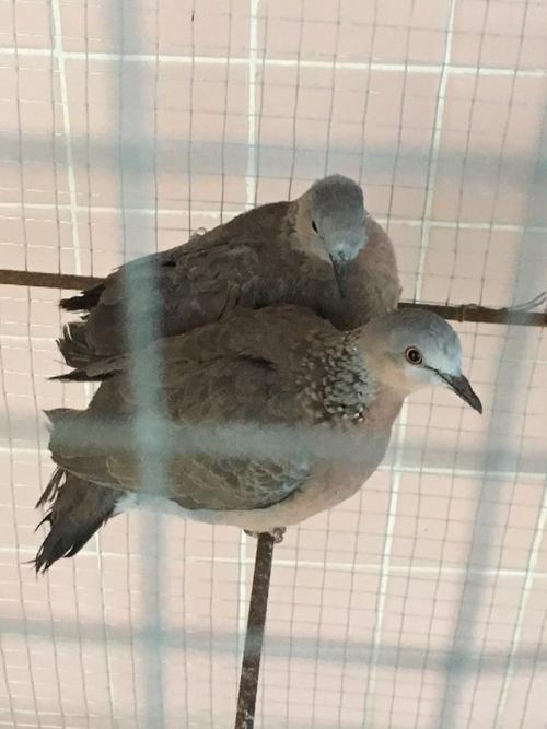 珠颈斑鹑能家养吗
