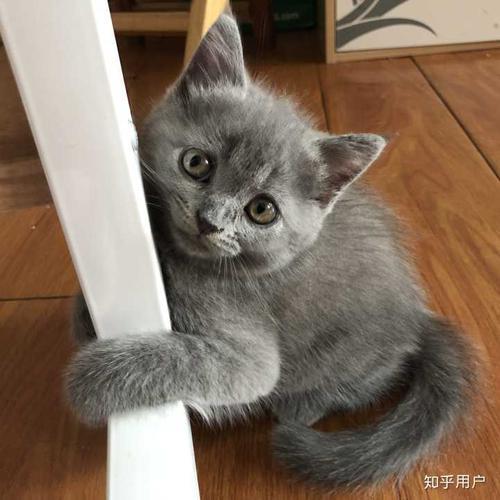 蓝猫吃多少算正常