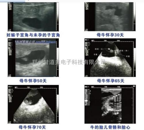 二产母牛不发育卵泡是什么原因