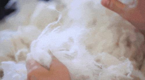 绵羊毛会缩水吗