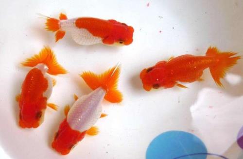 兰寿鱼苗饲养技巧