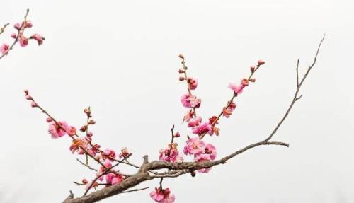 邵康节梅花诗全文