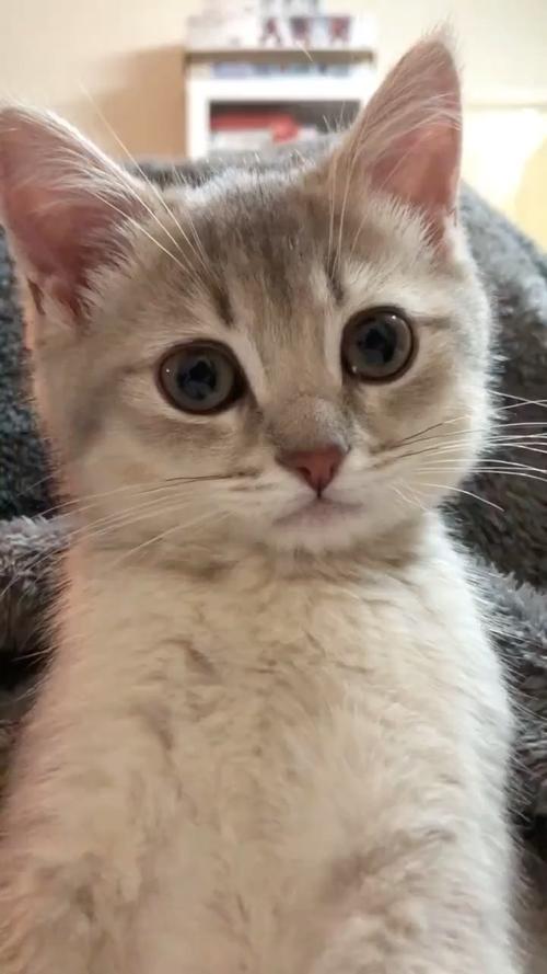 神医奶猫出装