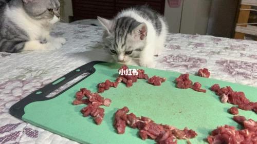 猫咪为什么不可以吃牛肉啊