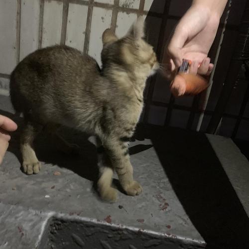 雀猫适合当宠物么