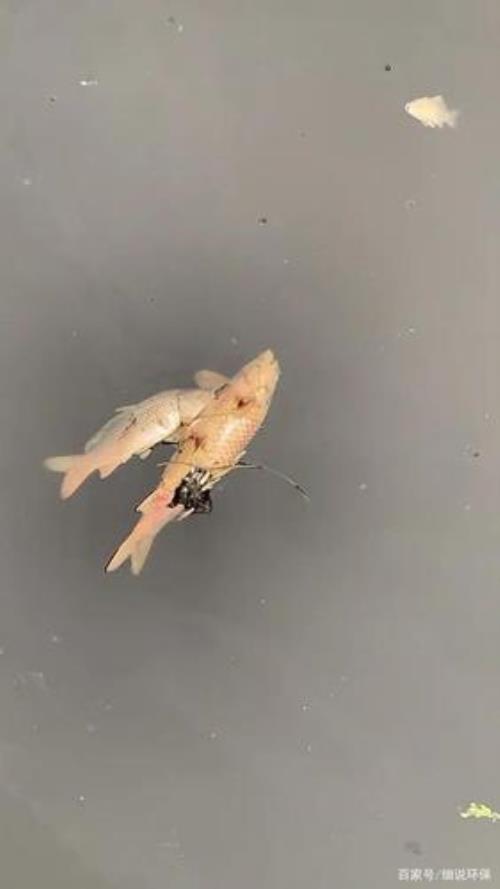 臭死一窝烂死一块的意思