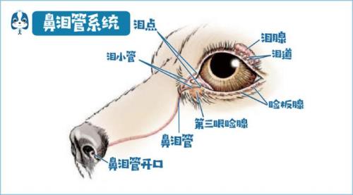 泪管堵塞最好解决办法