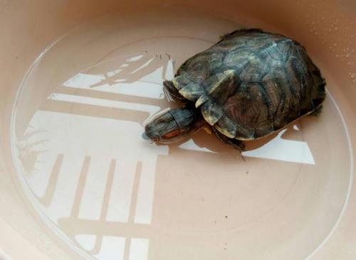 深水龟可以一直放在水里面养吗