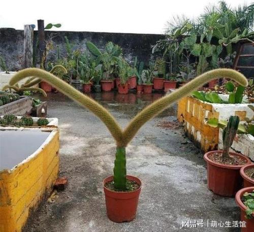 刚买回来的九尾狐怎么上盆