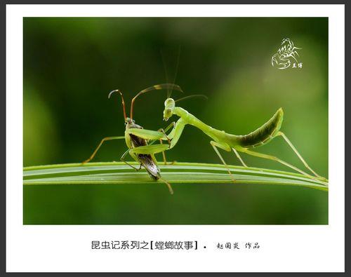 螳螂在昆虫记的别称