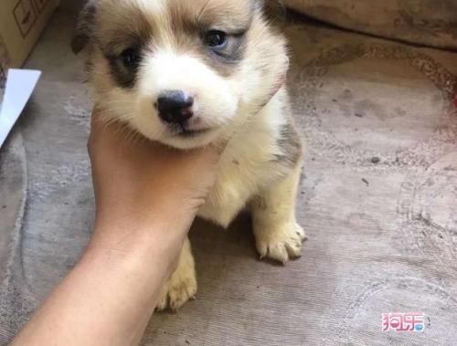 两个月柯基可以剪指甲吗