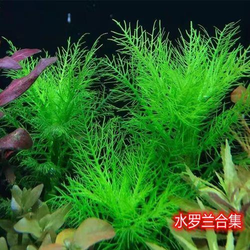 水是绿色的代表很深吗