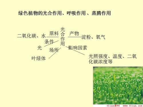促进植物呼吸作用怎么做