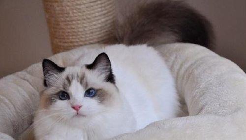 布偶猫多大停止长个子