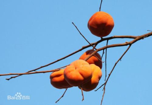 柿子颜色怎么形容