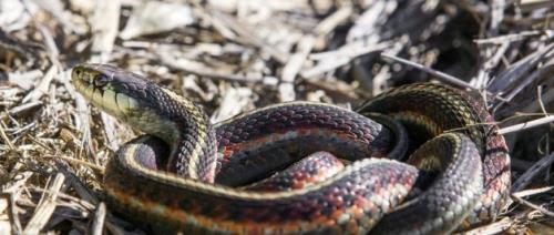 灵蛇爱大结局蛇怎么样了