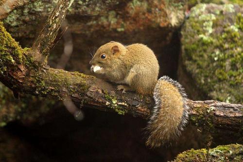能吸引松鼠出来的声音