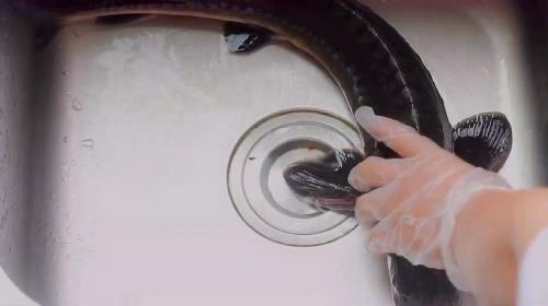 鲟鱼的简单做法