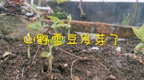 雪豆发芽了还能吃吗