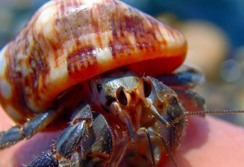 寄居蟹和辣椒蟹能一起养吗