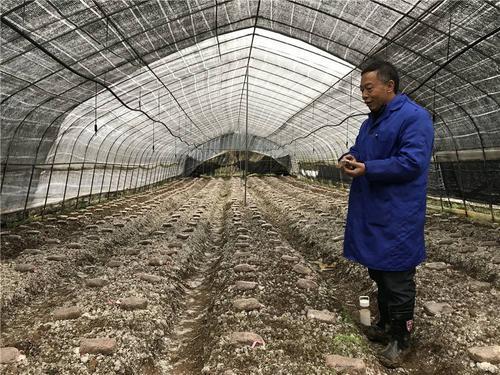 羊肚菌冬季无棚怎么过冬