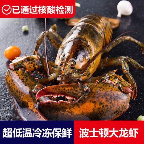 波龙放冰箱保鲜可以活几天