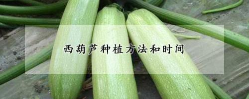 西葫芦什么时候种最好