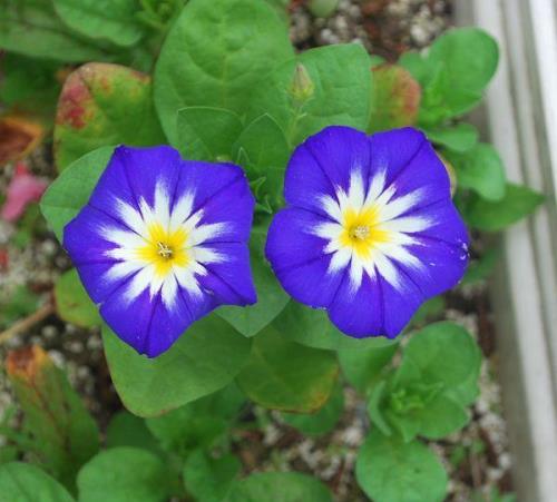 三色银旋花燃放效果